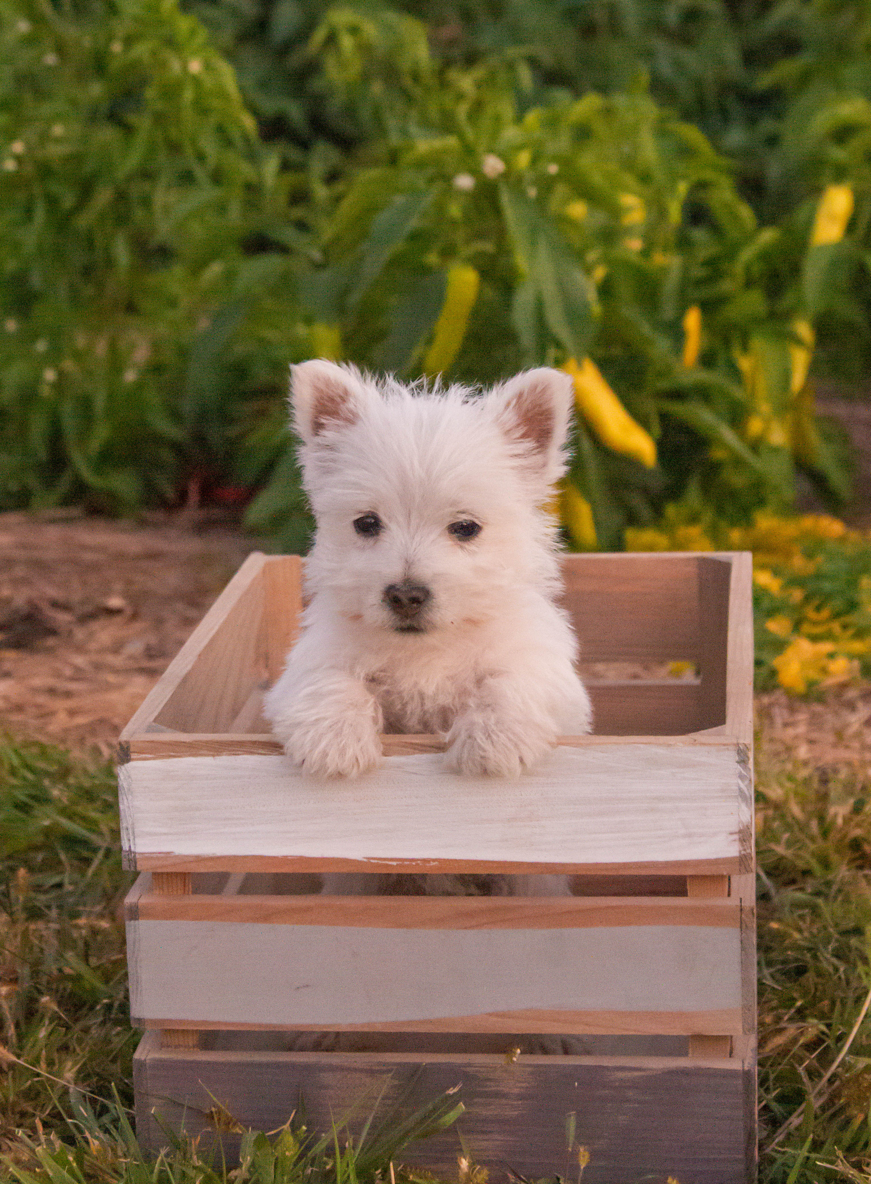 puppy, for, sale, West Highland White Terrier, Amos B. King, dog, breeder, Romney, WV, dog-breeder, puppy-for-sale, forsale, nearby, find, puppyfind, locator, puppylocator, aca